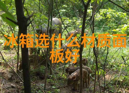 一个声名狼藉的beta我的编程生活中的不速之客