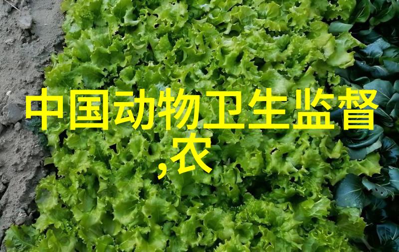 厨房装修之谜揭秘最简单的设计奥秘