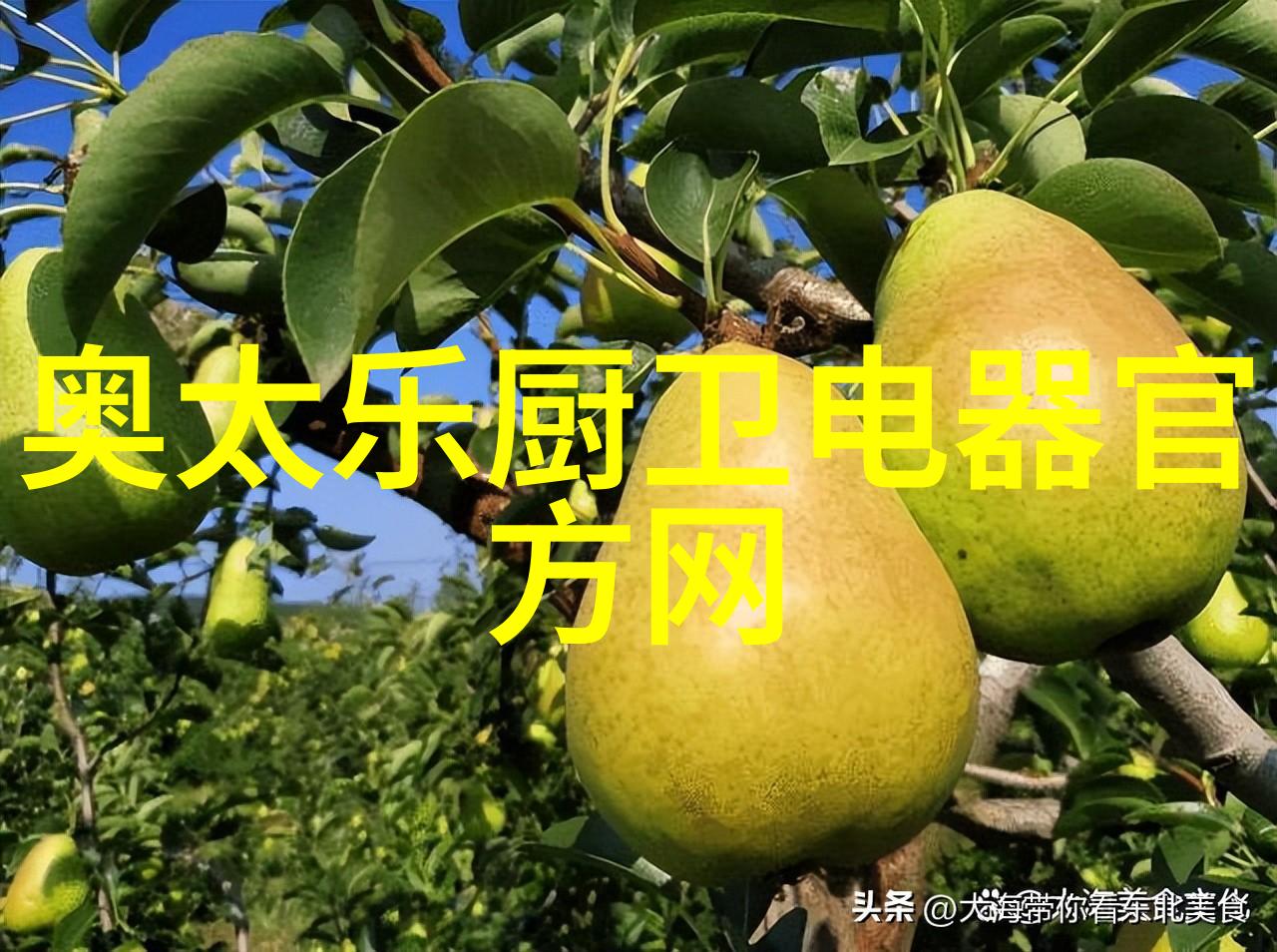 青云台沉筱之谜解析