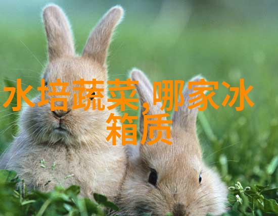 塑料破碎机机械之心的回声